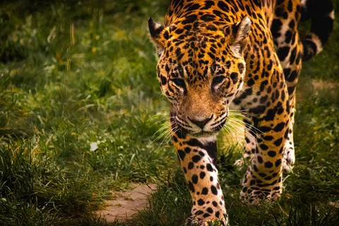 Jaguar walking through grass, focused wildlife photography Foto stock
