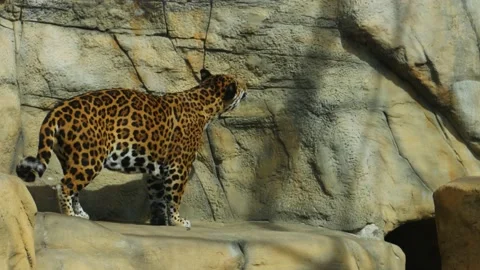 The jaguar wanted to catch the bird but changed his mind. Stock Footage 187067175