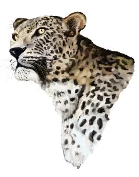 Jaguar on a white background Stock-Illustration