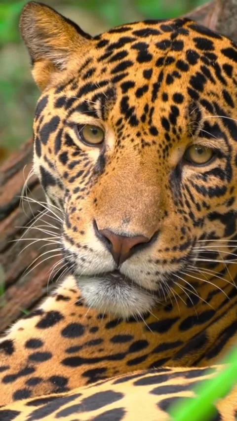 A jaguar in the wild Stock Footage 325591608