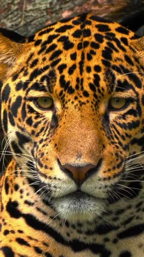 A jaguar in the wild Stock Footage 325598202