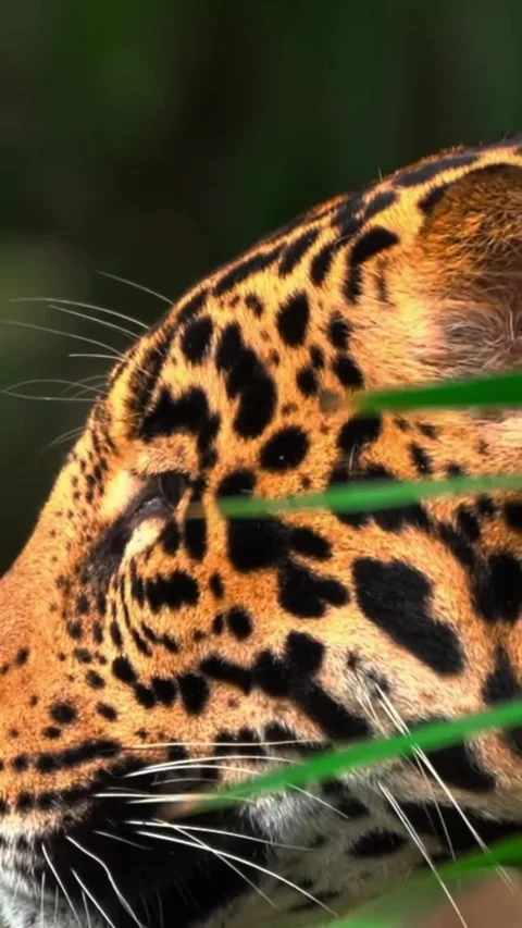 A jaguar in the wild Stock Footage 325598805