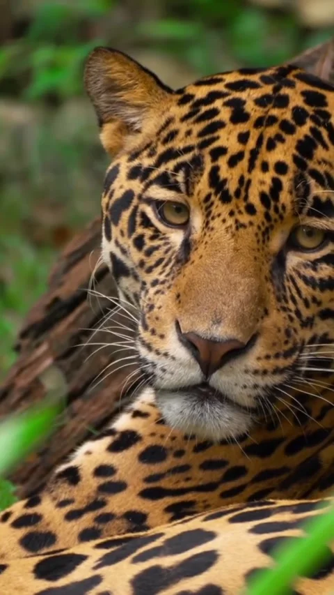 A jaguar in the wild Stock Footage 325599269