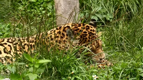 Jaguar wildcat in nature Stock Footage 54077470