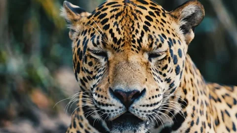 Jaguar in wilderness,amazon jaguar Stock Footage 324472468