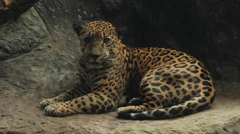 Jaguar Yawning Stock Footage 60954813