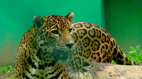 Jaguar in a Zoo 2 Stock Footage 46765733