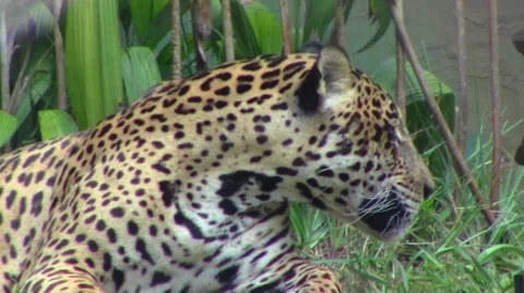 Jaguar at the zoo 스톡 동영상 40953547