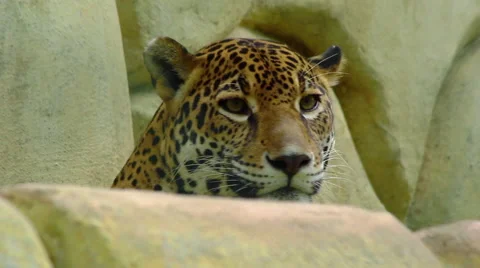 Jaguar in a Zoo Stock Footage 46766086