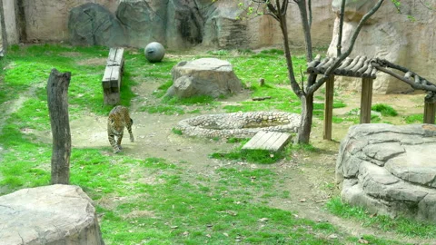 Jaguar at the zoo Stockbeeldmateriaal 157383142
