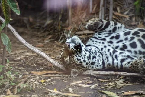 Jaguar on zoo Stock Photos