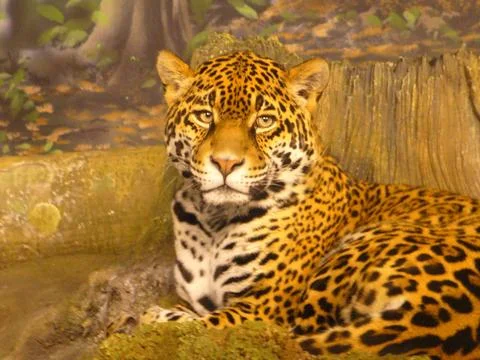 A jaguar at the zoo Stock Photos