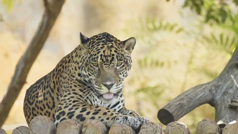 Jaguars are resting in the jungle. Stock Footage 99222032