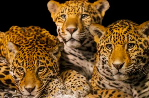 Jaguars Stock Photos
