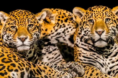 Jaguars Stock Photos