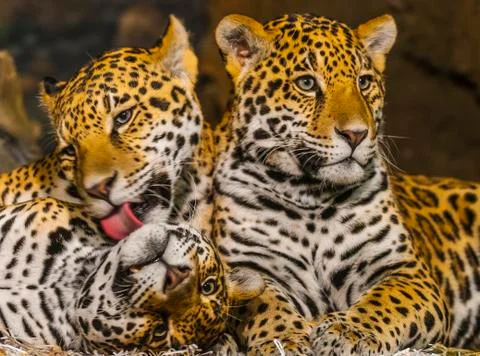 Jaguars Stock Photos