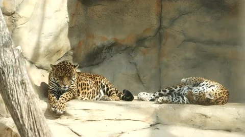 Jaguars rest lying on a stone. Video stock 132521618