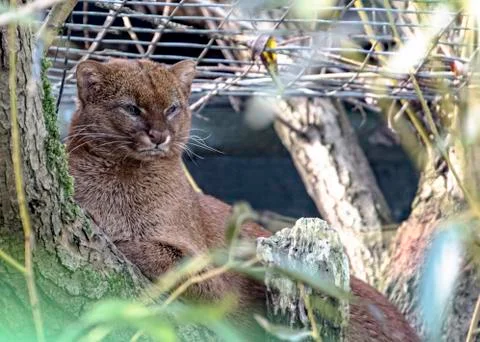 Jaguarundi in captivity Stock Photos