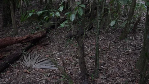 Jaguarundi Cat Running in Low Light Darkness in Central America Stock Footage
