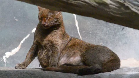 Jaguarundi  having rest 動画素材 89133147