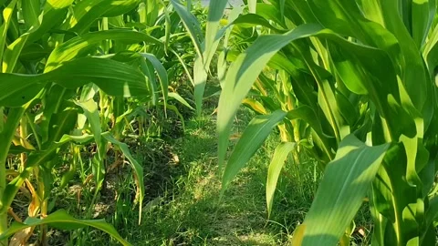Jagung daun Stock Footage 249439613