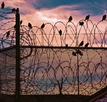 Jail Birds Stockfoto's