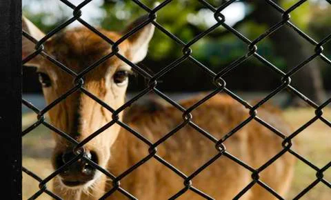 In The Jail Foto stock