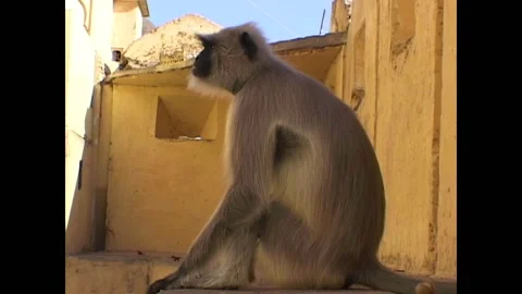 JAIPUR - 1999 - Close-up profile of a Semnopithecus monkey sitting in the shade Stock Footage 268819122