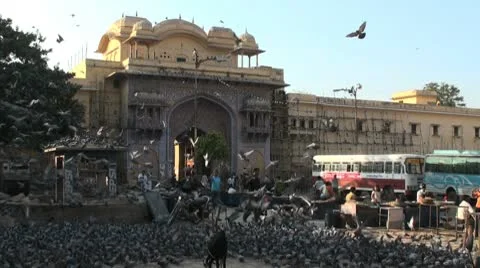 Jaipur-Birds Stock Footage 10679633