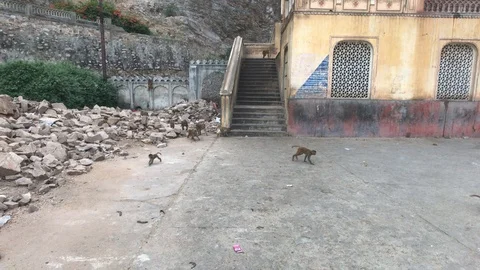 Jaipur, India, November 04, 2019 Galta Ji, monkeys run around the complex part 5 Stock Footage 123808341