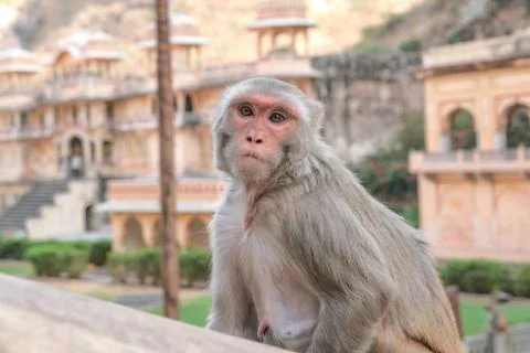 Jaipur, India, at the temple of the Sun God or Monkey temple Stock Photos