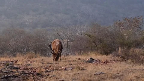 Jaipur park Stock Footage 323175156