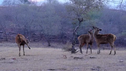 Jaipur park3 Stock Footage 323175170