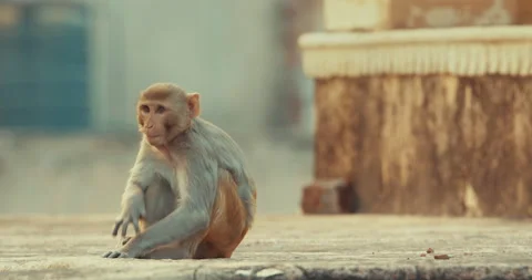 Jaipur, Rajasthan, India. Monkey Sit On Rooftop Of Hindu Temple. Bonnet Macaque Stock Footage 299396840