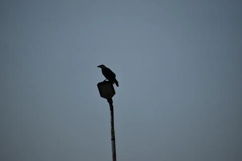 Jaisalmer Bird Perched Stock Photos