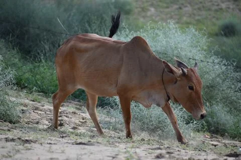 Jaisalmer Cows Stock Photos