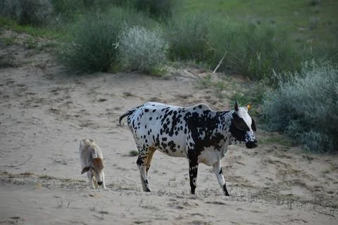 Jaisalmer Cows Stock Photos
