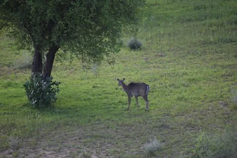 Jaisalmer Deer 2 Stock Photos