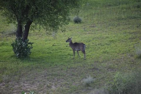 Jaisalmer Deer Stock Photos