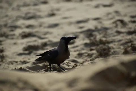 Jaisalmer Raven Stock Photos
