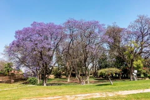 The Jakaranda Flows Stock Photos