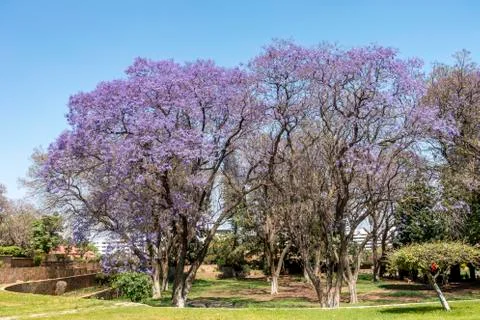 The Jakaranda Flows Stock Photos