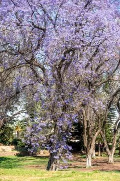 The Jakaranda Flows Stock Photos