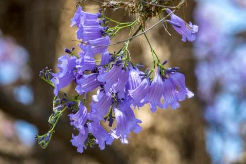 The Jakaranda Flows Stock Photos