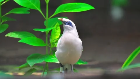 Jalak Bali on Tree 스톡 동영상 242325615