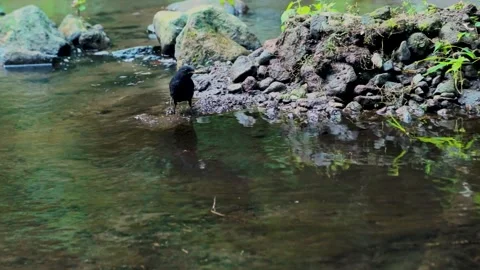 Jalak on river Stock Footage 281402823