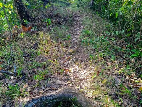 Jalan setapak 写真素材