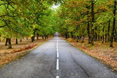 Jalan yang lurus Stock Photos