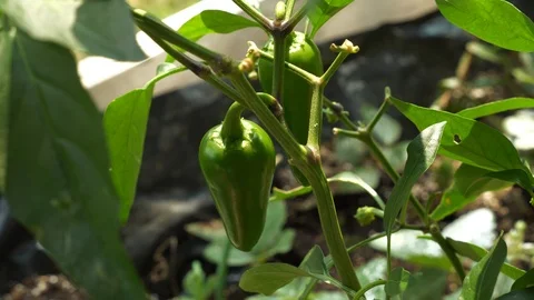 Jalapeno Pepper Stock Footage 98014229