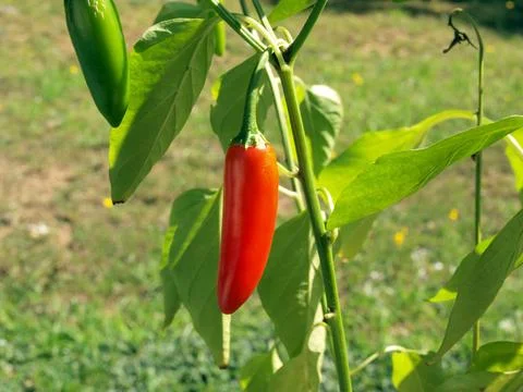 Jalapeno peppers Stock Photos